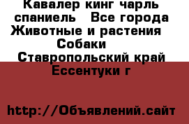 Кавалер кинг чарль спаниель - Все города Животные и растения » Собаки   . Ставропольский край,Ессентуки г.